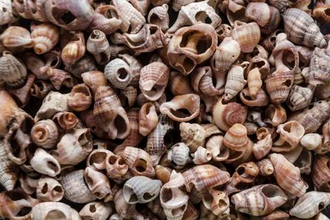 Assorted shells of many sizes are found on sea beaches. Close-up of seashells Stock Photos