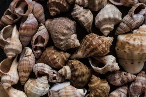 Assorted shells of many sizes are found on sea beaches. Close-up of seashells Stock Photos
