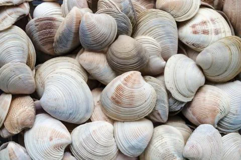Assorted shells of many sizes are found on sea beaches. Close-up view of seas Stock Photos