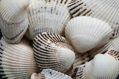 Assorted shells of many sizes are found on sea beaches. Close-up view of seas Stock Photos