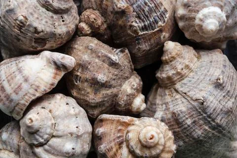 Assorted shells of many sizes are found on sea beaches. Close-up view of seas Stock Photos