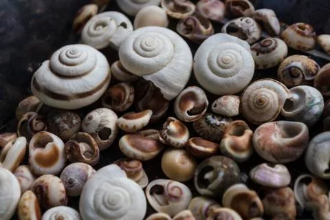 Assorted shells of many types and sizes are found on sea beaches. Close-up of Stock Photos
