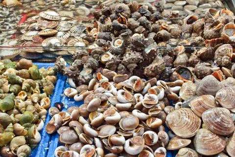 Assorted shells at seafood market Stock Photos