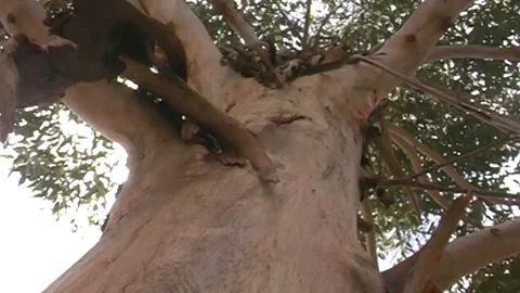 Assorted Shots of Australian Eucalyptus Tree's (Gum Tree's) Stock Footage 122282039