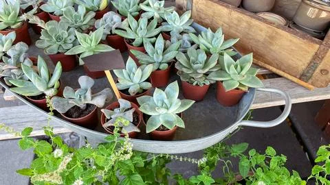 Assorted small echeveria succulent plants in pots on display at market Stock Photos