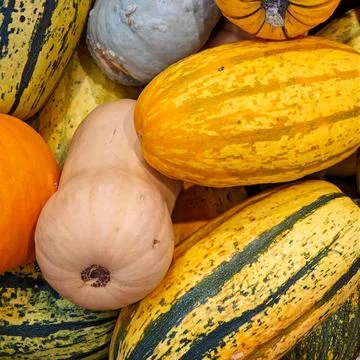 Assorted squash and pumpkins displayed together during the autumn harvest Photos