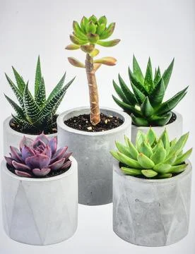 Assorted succulent plants in concrete pots with various shapes and colors, .. Stock Photos