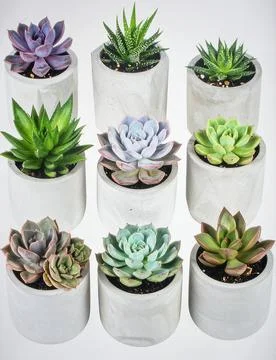 Assorted succulent plants in concrete pots with various shapes and colors, .. Stock Photos