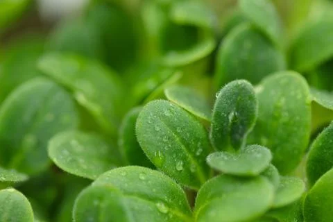 Assorted three boxes of microgreens. Vegetarian raw healthy food concept. Place Stock Photos