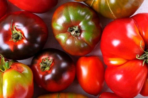 Assorted tomatoes of different colors and sizes Stock Photos