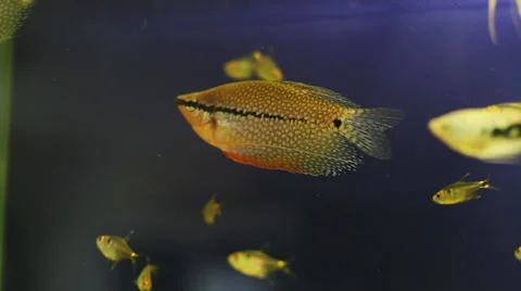 Assorted Tropical Fish in Aquarium 9 Stock Footage 39379812