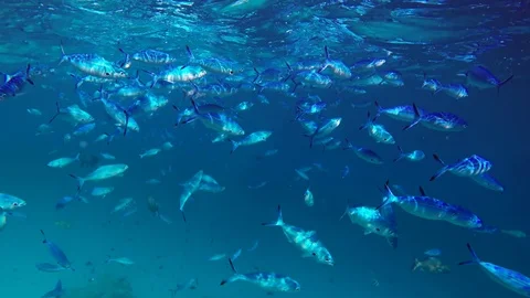 Assorted Tropical Fish Skimming the Surface off Maldives Stock Footage 76233469