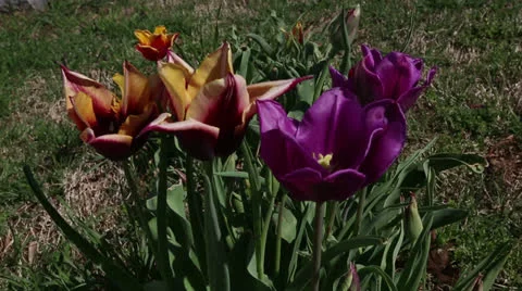 Assorted tulips Stock Footage 22770030