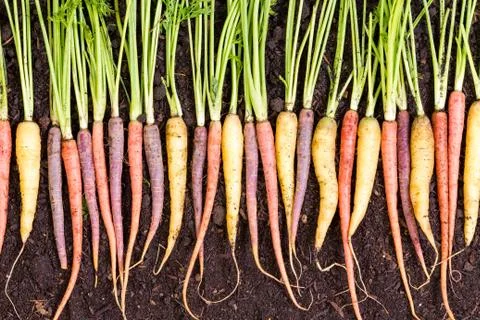 Assorted varieties of different colored carrots Stock Photos