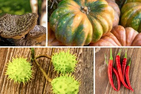 Assorted vegetables collage large green pumpkin, chestnut branch Stock Photos