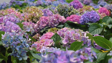 Assorted vibrant hydrangea flowers in full bloom at garden, showcasing Stock Footage 280128028