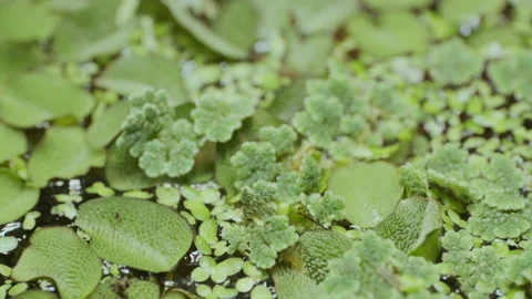 Assorted water plants on pond or river surface Stock Footage 232698100