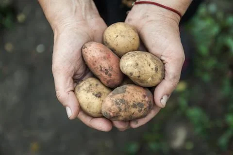 Assorted White and red dirty fruit potatoes in female hands, close-up. view from Stock Photos