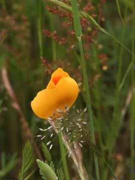 Assorted wild grasses surround a single golden poppy bloom. 写真素材