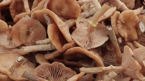 Assorted wild mushrooms are not brought out of the woods Stock Footage 54635381