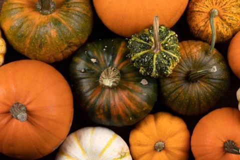 Assortiment of pumpkins background Stock Photos