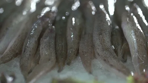 An assortment of chilled fish lying on ice on a counter in a store Stock Footage 121965492