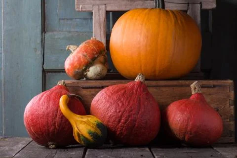 Assortment of different pumpkins Stock Photos