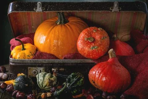 Assortment of different pumpkins in suitcase Stock Photos