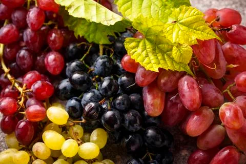 Assortment of different sort of grapes Stock Photos