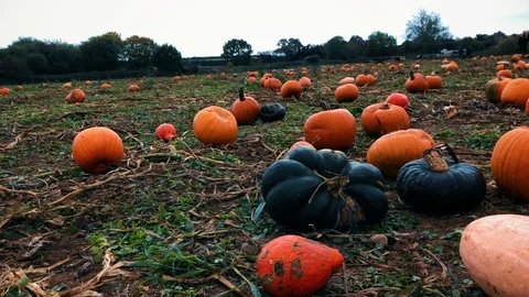 Assortment of different varieties of pumpkins growing on agriculture land Stock Footage 98833808
