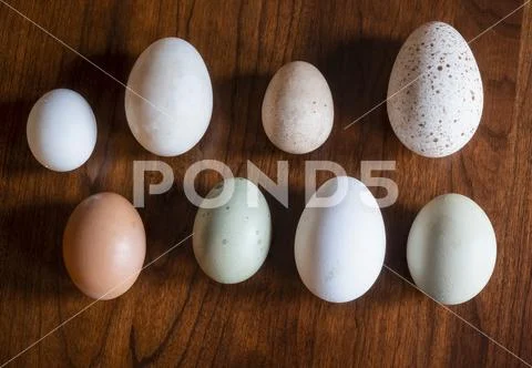 Assortment of eggs,Lititz, Pennsylvania, United States of America Stock Photos