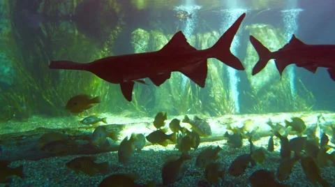 Assortment of Fascinating Fish in a Public Aquarium. Video 4k Video stock 59794901