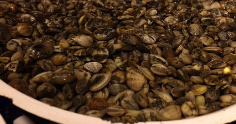 Assortment of fresh clams in diversity of patterns and colors Stock Footage 273017006