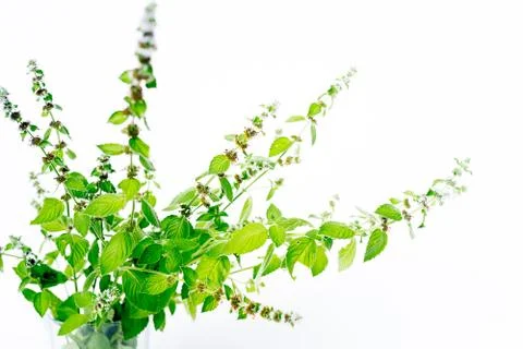 Assortment of fresh vegetables Stock Photos