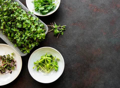 Assortment of micro greens at black background, copy space, top view. Stock Photos