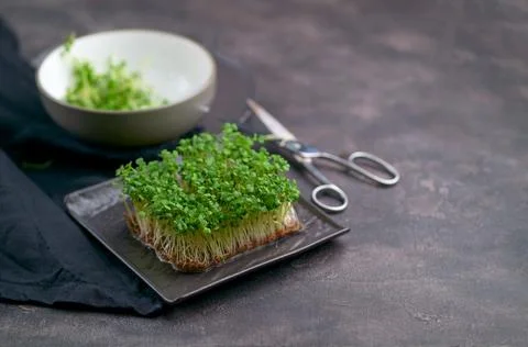 Assortment of micro greens at black background, copy space, top view. Healthy Stock Photos