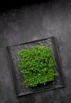 Assortment of micro greens at black background, copy space, top view. Healthy Stock Photos