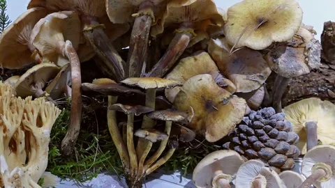 Assortment of mushrooms. Stock Footage 69163691