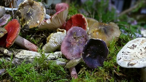 Assortment of mushrooms. Stock Footage 69164368