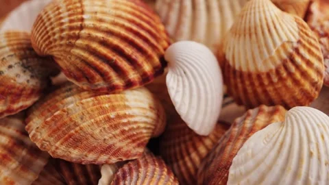 Assortment of natural sea shells with diverse textures in the aquarium. Home Stock Footage 306602682