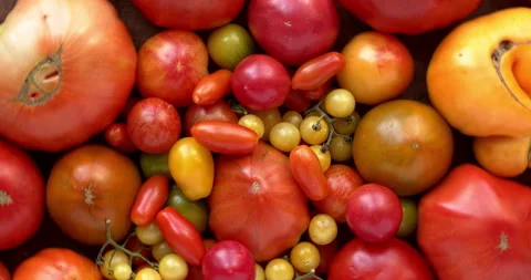 An assortment of old varieties of tomatoes. Video stock 331204520