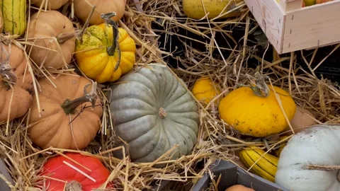 Assortment of pumpkins and squashes Stock Footage 220305795