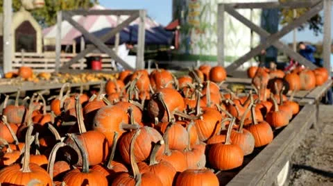 Assortment of pumpkins on the back of cart Stockbeeldmateriaal 8985269