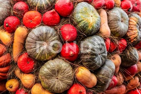 Assortment pumpkins orange mini green ribbed multi-colored seasonal design Stock Photos