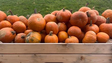 An assortment of pumpkins of various sizes and shapes are stacked in a wood.. Stock Photos
