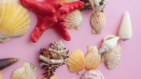 Assortment of seashells and red starfish scattered on a pink background in .. Stock Footage 331985544