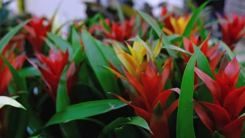 The assortment of succulent home plants Bromelia pinguin on the shelf of the  Stock Footage