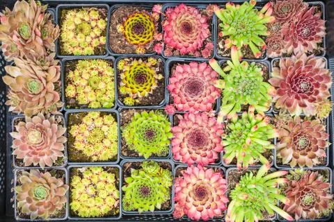 Assortment of tiny rock plants Stock Photos