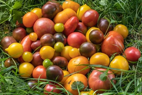 Assortment of tomatoes. Background of tomatoes of different colors close up Stock Photos