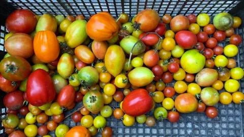 Assortment of tomatoes in a box fresh vegetables in the garden Vídeos de archivo 246048612